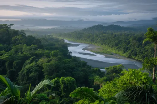 Un écosystème forestier luxuriant et vital, mettant en lumière l'urgence de la préservation de la biodiversité pour notre planète.